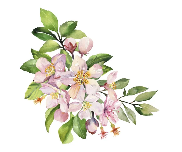 Suluboya bahar sakura pembe çiçek koleksiyonu. El boyaması gerçekçi botanik illüstrasyon seti kart davetiyeleri ve posterleri için beyaz arkaplanda izole edildi