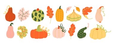 Sonbahar hasadı çeşitli balkabakları ve yapraklar el çizimi sevimli basit illüstrasyon koleksiyonu Çocuk kitapları, kırtasiye ve sosyal medya için modern klip sanatı