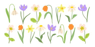 Bahar çayırı çiçek vektör illüstrasyon koleksiyonu. Modern el çizimleri crocus, laleler, kardamlaları, nergisler ve papatya klipsleri kitaplar, kırtasiyeler, pankartlar ve sosyal medya için.