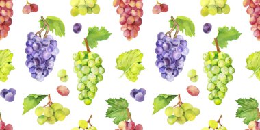 Suluboya el, şarap üzümlerini meyve ve yaprakları boyadı. Suluboya el aromaterapi için kusursuz desen çizdi, temel yağlar, şaraphane arkaplanları, duvar kağıtları, dokular