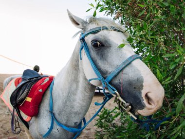 Mavi dizginli gri atın yakın çekimi çerçeveye bakar.