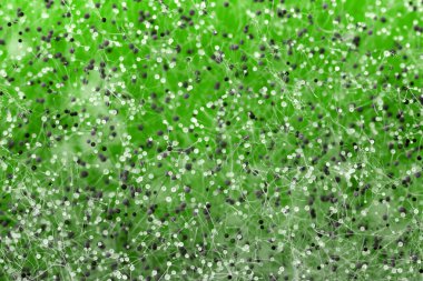 Yeşil arka planda beyaz ve yeşil küf sporları