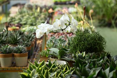 Çiçekler, kaktüsler, beyaz orkideler bir çiçek serasında saksılarda yetişir.