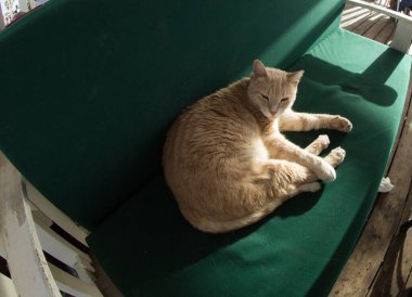 Güzel kırmızı bir kedi geldi ve dinlenmek için yeşil kanepeye uzandı.