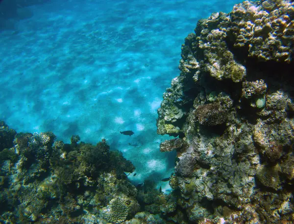 stock image beautiful clear water, deep coral reef, nature reserve, wildlife at the bottom of the sea in Egypt