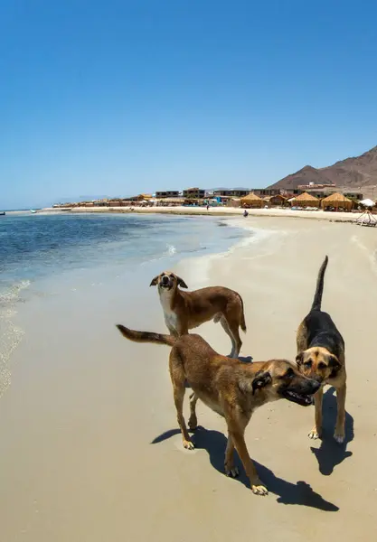 Tatlı köpekler sahilde yürüyor, Kızıl Deniz kıyısının kumlarında gülüp eğleniyorlar.