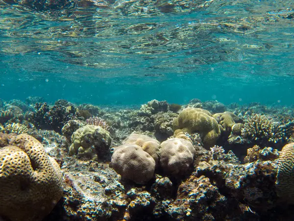 stock image beautiful clear water, deep coral reef, nature reserve, wildlife at the bottom of the sea in Egypt