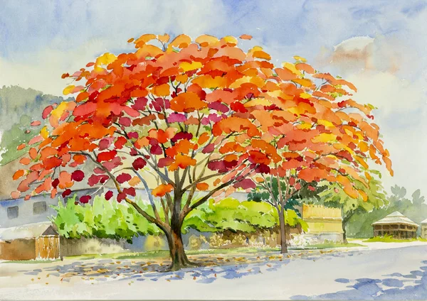 Streszczenie Akwarela Krajobraz Oryginalny Obraz Czerwony Pomarańczowy Kolor Kwiatu Pawia — Zdjęcie stockowe