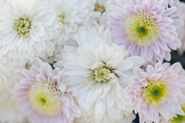 Sonbahar bahçesinde pembe kasımpatı çiçekleri. Bir demet pembe kasımpatı çiçeği..