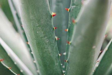 Agave bitkisinin soyut deseni.