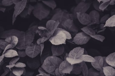 Alçak yeşil yapraklar koyu doğa arkaplanı.