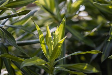 Dracaena Arkaplanı, soyut yapraklar güzel detaylardır.