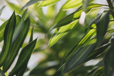 Dracaena Arkaplanı, soyut yapraklar güzel detaylardır.