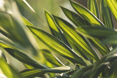 Dracaena Arkaplanı, soyut yapraklar güzel detaylardır.