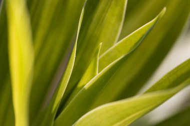 Dracaena Arkaplanı, soyut yapraklar güzel detaylardır.