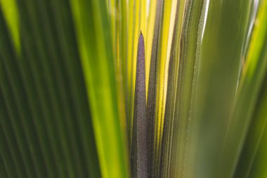 Alçak tuş avuç içi koyu renk arkaplan bırakır.
