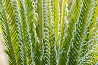 Taze palmiye yaprağı, soyut yeşil arkaplan, seçici odak.