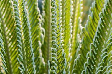 Taze palmiye yaprağı, soyut yeşil arkaplan, seçici odak.