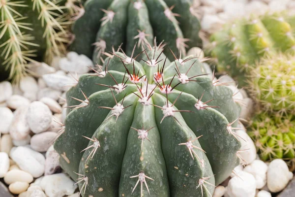 Zamknąć Letnie Pustynne Kaktusy Zielone Liście Naturalne Tło — Zdjęcie stockowe