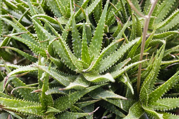 Close Aloe Vera Garden — Stock Photo, Image