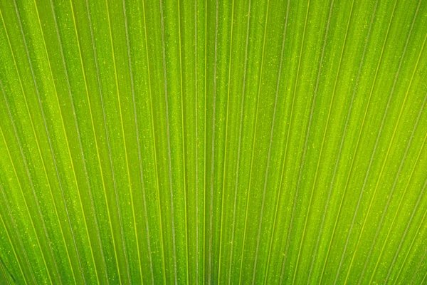 abstract pattern leaf, Palm leaves texture with shadow