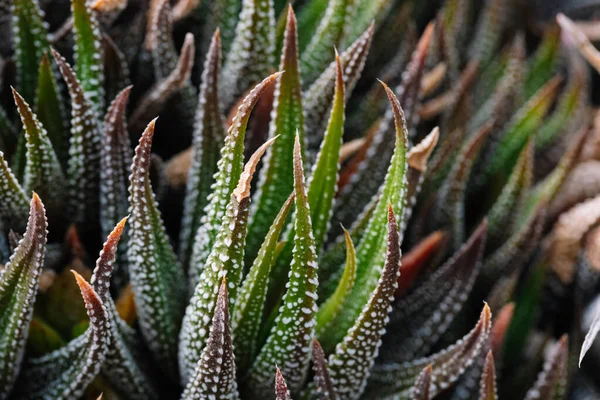 Close Abstract Background Haworthiopsis Fasciata Haworthia Fasciata Haworthia Zebra Succulent — 스톡 사진