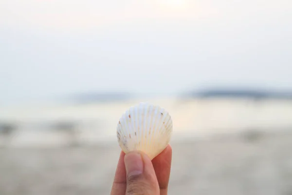 Women Holding Sea Shells Her Hands Sea Background — Stock Photo, Image