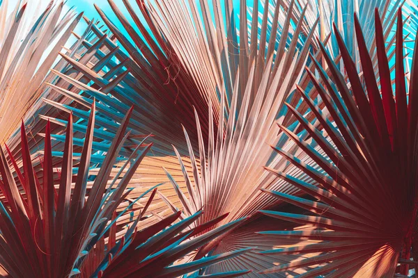 Låg Nyckel Palm Blad Mörk Natur Bakgrund — Stockfoto