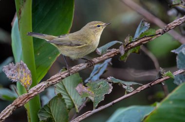 Kışın bahçemden çekilen kuşlar serçelerden, kuşlardan, cibinliklerden...
