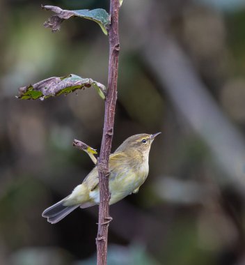 Kışın bahçemden çekilen kuşlar serçelerden, kuşlardan, cibinliklerden...
