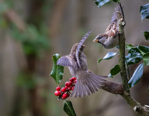Oiseaux Photographiés Dans Mon Jardin Hiver Des Moineaux Des Merles — Photo