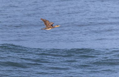 An afternoon on the Cantabrian coast with landscapes, fauna and waves!