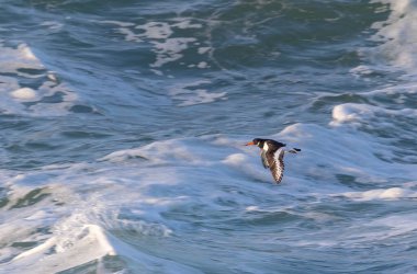 An afternoon on the Cantabrian coast with landscapes, fauna and waves!