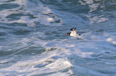 An afternoon on the Cantabrian coast with landscapes, fauna and waves!