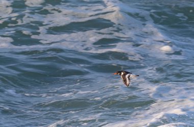 An afternoon on the Cantabrian coast with landscapes, fauna and waves!