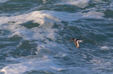 An afternoon on the Cantabrian coast with landscapes, fauna and waves!