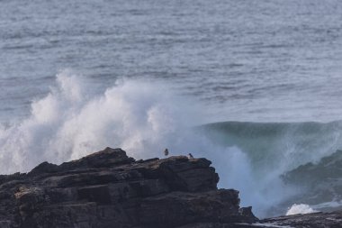 An afternoon on the Cantabrian coast with landscapes, fauna and waves!