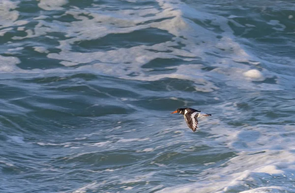 An afternoon on the Cantabrian coast with landscapes, fauna and waves!