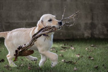 Köpeğim Dexter 'ın çılgın ve mutlu oyunları. Golden Retriever. 