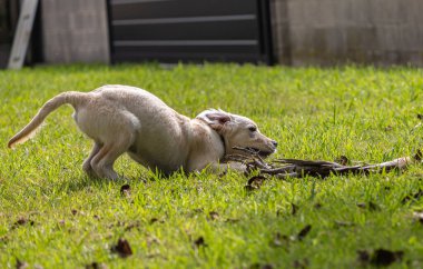 Köpeğim Dexter 'ın çılgın ve mutlu oyunları. Golden Retriever. 