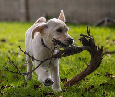 Köpeğim Dexter 'ın çılgın ve mutlu oyunları. Golden Retriever. 