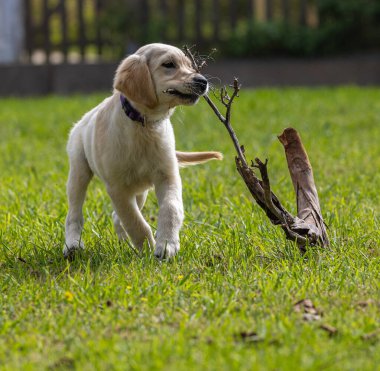 Köpeğim Dexter 'ın çılgın ve mutlu oyunları. Golden Retriever. 