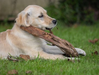 Köpeğim Dexter 'ın çılgın ve mutlu oyunları. Golden Retriever.