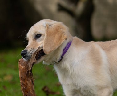 Köpeğim Dexter 'ın çılgın ve mutlu oyunları. Golden Retriever.