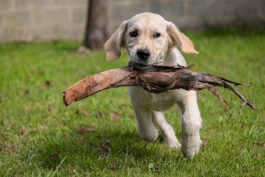 Köpeğim Dexter 'ın çılgın ve mutlu oyunları. Golden Retriever.