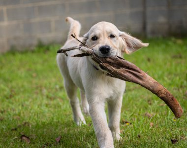 Köpeğim Dexter 'ın çılgın ve mutlu oyunları. Golden Retriever.