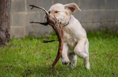Köpeğim Dexter 'ın çılgın ve mutlu oyunları. Golden Retriever.