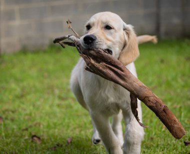Köpeğim Dexter 'ın çılgın ve mutlu oyunları. Golden Retriever.