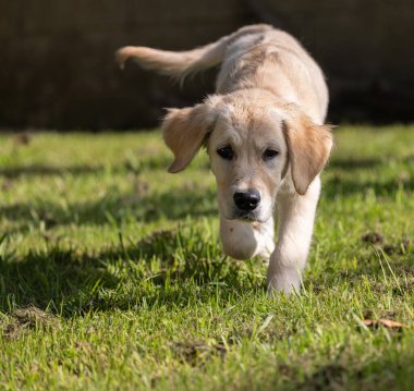 Dexter, ailenin yeni üyesi, Golden Retriever köpeği, evime mutluluk getirdi. 