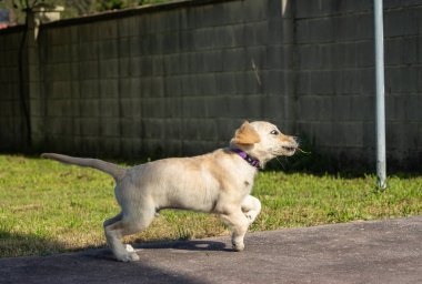 Dexter, ailenin yeni üyesi, Golden Retriever köpeği, evime mutluluk getirdi. 